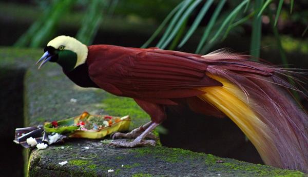 7. Большая райская птица<br />
Большая райская птица— птица отряда воробьинообразных из семейства райских птиц. Это самый крупный представитель рода 