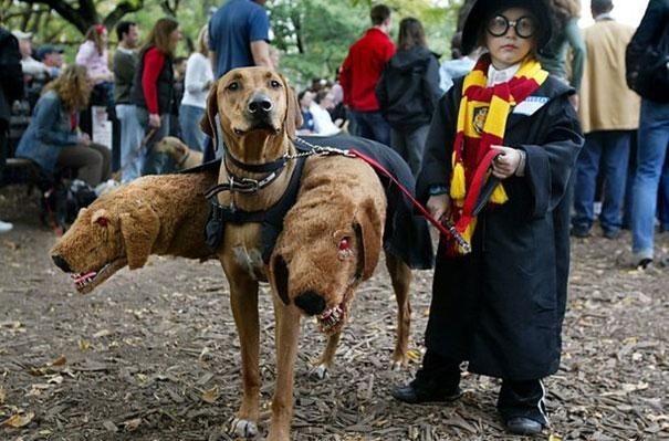 Гарри Поттер и пес Пушок