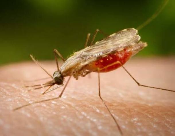 3.Малярия<br />
Малярия — группа трансмиссивных инфекционных заболеваний, передаваемых человеку при укусах малярийных комаров. Сопровождается  лихорадкой, ознобами, спленомегалией (увеличением размеров селезёнки), гепатомегалией (увеличением размеров печени), анемией. Ежегодно фиксируется 350—500 миллионов случаев заражения людей малярией, из них 1,3—3 миллиона заканчиваются смертью. 85—90% случаев заражения приходится на районы Африки южнее Сахары, в подавляющем большинстве – это  дети в возрасте до 5 лет. Смертность, как ожидается, вырастет вдвое на протяжении следующих 20 лет. Малярийные комары живут почти во всех климатических зонах, за исключением субарктического, арктического поясов и пустынь.  Самым распространенным медикаментом для лечения малярии сегодня, как и раньше, является хинин. На некоторое время он был заменен хлорохином, но ныне снова приобрел популярность.  За последнее десятилетие с третьего места по числу смертельных случаев за год (после пневмонии и туберкулёза) малярия вышла на первое среди инфекционных заболеваний. В районах распространения малярии проживает 2,4 миллиарда человек, или 34 % населения мира.