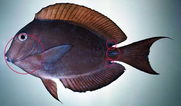 Рыба-хирург<br />
Этот вид рыб обычно живет на платформах коралловых рифов Красного моря. Их хвостовые плавники снабжены острой чешуей – пластинами, настолько острыми, что их сравнивают с лезвием хирургического скальпеля. Из-за этого произошло название вида "Рыба-хирург".  С каждой стороны располагается по одному или два таких шипа. Когда рыба находится в спокойном состоянии, эти шипы прижаты к телу и погружены в специальные выемки на коже; когда же 