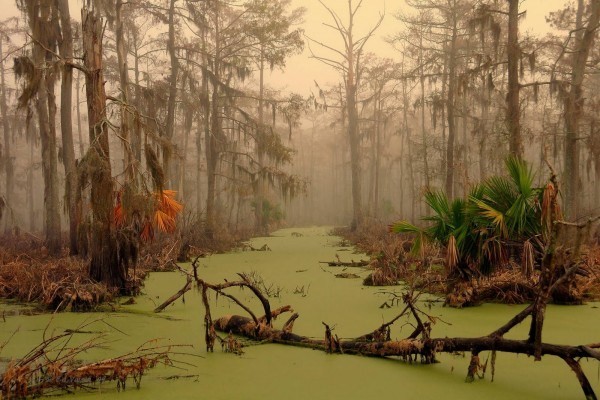 10. Болото Манчак<br />
Болото Манчак находится в штате Луизиана, невдалеке  от Нового  Орлеана. Оно известно под названием "болото призраков". Существует легенда, которая говорит о том, что болото это проклято. Множество беглых рабов умерли здесь когда-то. Сбежав от жестоких хозяев, они пытались скрыться на болотах, но не смогли. Крокодилы – зловещие обитатели луизианских болот, не оставляли ни единого шанса остаться в живых. Кости тех, кто пытался спрятаться на болотах, обнаруживают до сих пор. Манчак – популярное туристическое место, экскурсии есть как дневные, так и ночные – для тех, кто не боится столкнуться с крокодилами.<br />
