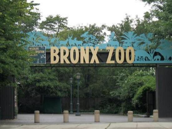 Зоопарк Бронкс<br />
Он расположен в Бронксском парке  в городе Нью-Йорк. Это самый большой городской зоопарк в США. Это один из самых старых городских зоопарков, раскинувшийся вдоль берега реки Бронкс. В общей сложности в нем проживает 4000 животных, представленных 650 видами. Сам по себе зоопарк охватывает 107 гектаров территории и натуралистических земель. В зоопарке есть бизоний парк, площадка для слонов и 