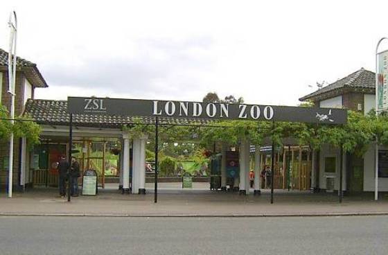 Лондонский зоопарк<br />
Старейший научный зоопарк в мире. Основан в Лондоне 27 апреля 1828 года в качестве зоологической коллекции, предназначенной для научных исследований.  В настоящее время в зоопарке собрано 755 видов животных, численностью более 16000 особей. В зоопарке кроме самих животных, можно увидеть фильмы, в которых рассказывается о их образе жизни и демонстрируется процесс кормления. Вольеры устроены так, чтобы можно было поближе рассматривать животных и наблюдать за тем, как смотрители и ученые общаются с ними. <br />
Многие из павильонов являются признанными памятниками архитектуры. Это Часовая башня, Дом жирафов архитектора  Д. Бертона.  Здесь представлена крупнейшая в мире коллекция рептилий. Аквариум, который работает в  зоопарке с 1853 года, признан самым первым мировым стационарным аквариумом. Экспозиция представлена в трех залах, где можно увидеть абсолютно разные  виды рыб: краснопёрки, европейские угри, розовые горгонарии и морские коньки, виды тропических рыб со всего мира, в том числе и меднополосого пинцетника, а также рыбу-клоуна, рыб, которые обитают в Амазонке, среди них  электрических угрей и скатов. В зоопарке  также   воссоздана естественная среда обитания для коралловых рифов.<br />
