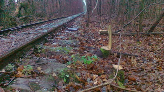 В "Тоннеле любви" вырубили деревья. Фото: vse.rv.ua