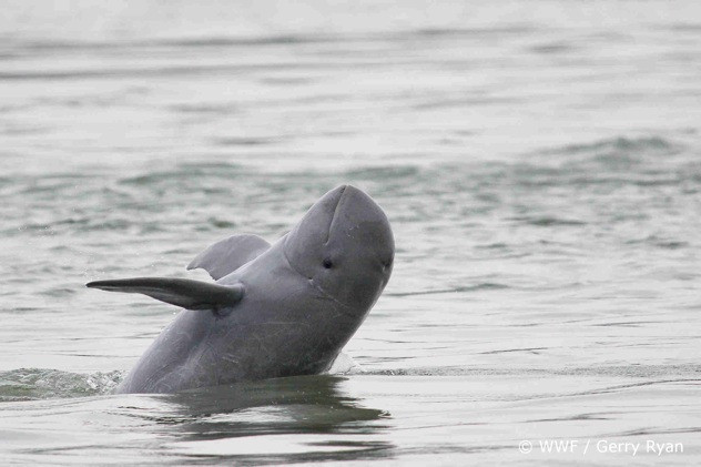 7. Иравадийский дельфин<br />
Иравадийский дельфин – единственный вид в роде орцелл. Это бесклювые дельфины до 2,2 м длиной. Шарообразно закругленная спереди голова – короткая и широкая. Умеренно длинные грудные плавники расширены у основания. Общая окраска тела шиферно-серая, снизу несколько светлее. <br />
Иравадийский дельфин живет в прибрежных водах Юго-Восточной Азии, от Мадраса до Бангкока, включая Бенгальский залив, Андаманское море, Сиамский залив. Речной подвид этого вида обитает в реке Иравади в Бирме, поднимаясь на 500-1700км от ее устья, а также в крупных реках полуострова Малакка и Зондских островов. Местные рыбаки любят этого дельфина за то, что он помогает им загонять рыбу в сети. Дышат орцеллы 3—5 раз с 10-секундным интервалом, потом погружаются на 1 редко до 2,5 минуты и проплывают за одно погружение от 100 до 900 м.<br />
