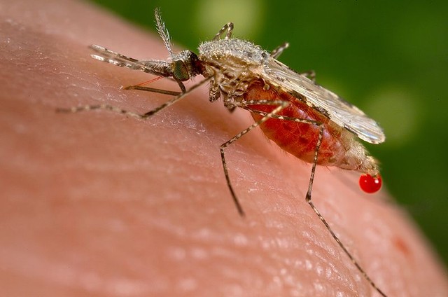 1. Малярийный  комар<br />
Малярийные комары  — род двукрылых насекомых, многие виды которого являются переносчиками паразитов человека — малярийных плазмодиев (около 10 видов). Распространены широко на всех континентах, кроме Антарктиды. Комар заражается малярийным плазмодием от человека — больного или носителя. Малярийный плазмодий проходит в организме комара цикл полового размножения. Зараженный комар становится источником инфекции для человека через 4-10 дней после заражения и является таковым в течение 16-45 дней. Служат комары переносчиками и других видов плазмодиев, которые вызывают малярию у животных.<br />
