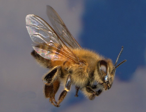 2. Африканизированная пчела<br />
Африканизированная пчела — гибрид африканской пчелы с различными видами пчел, распространенными в Европе. Была выведена в Бразилии в 1956 году в ходе эксперимента. Отличается размерами и необычайной агрессивностью. Унаследованная от африканской пчелы физическая сила дала африканизированным пчелам высокую жизнеспособность, устойчивость к различным погодным условиям, способность производить вдвое больше меда, чем обычные пчелы. По статистике, африканизированные пчелы в 30 раз быстрее нападают на человека, чем это наблюдалось у местных пчел. А жалят в 10 раз чаще, чем обычные европейские медоносные пчелы. При малейшей тревоге африканизированные пчелы атакуют целым роем.<br />
