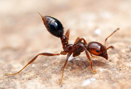 7.Соленопсис<br />
Соленопсис— род жалящих муравьев, насчитывающий более 200 видов, обитающих в различных частях мира, и включающий группу опасных огненных муравьев. В отличие от многих других муравьев, которые наносят укус, а затем впрыскивают в рану кислоту, огненные муравьи кусают,  чтобы закрепиться на теле, а затем с помощью жала, находящегося в брюшном отделе, заносят токсичный алкалоидный яд соленопсин, соединение класса пиридиновый. Для человека подобный укус болезнен и по ощущениям похож  на ожог от огня — благодаря чему эти муравьи и получили свое название. Для людей с повышенной чувствительностью последствия укуса могут представлять смертельную опасность.<br />
