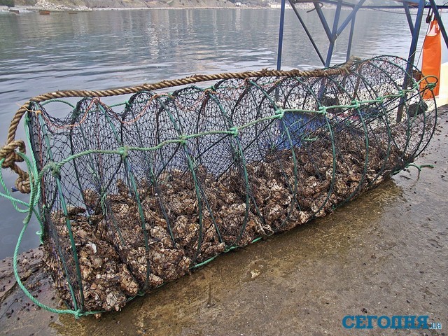 Садки. Подконтрольных моллюсков выращивают в специальных сетках, которые привозят в Крым из Чили. Фото: С. Сыч