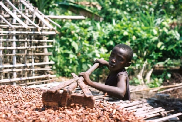10. На плантациях какао бобов работают дети<br />
Большую часть какао бобов, из которых позже получается шоколад, производят на нелегальных фермах, где используется труд детей. В Африке на плантациях работают от 56 до 72 миллионов детей. Этих детей обычно хитростью заманивают на фермы, либо продают в рабство их же родители, которым не на что их кормить. Всю жизнь с малых лет им приходится работать на хозяина плантаций.<br />
