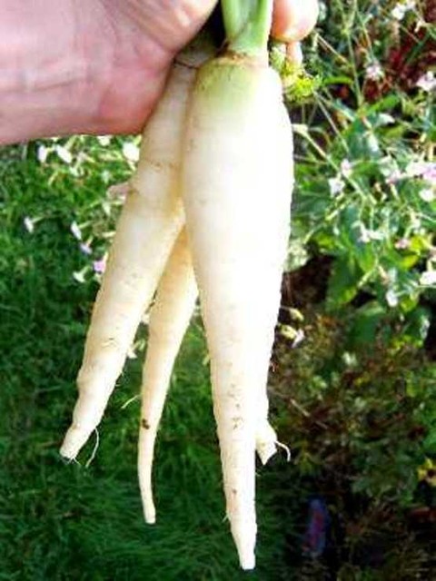1.Лунная белая морковь<br />
Морковь лунная белая имеет ярко выраженный белый цвет  и  очень  небольшую, почти  неотличимую по цвету  сливочную сердцевину. На вкус морковь очень сладкая и хрустящая. Длина моркови 15 – 18 см. Употребляется при лечении многих заболеваний, в детском и диетическом питании. Эта морковь не имеет пигмента, ее пищевая ценность несколько снижена, но зато она полна фито-химическими компонентами, которые помогают укреплять здоровье.<br />
