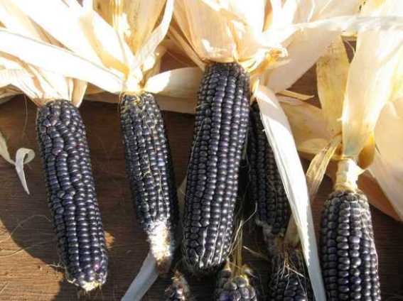5.Синяя кукуруза хопи<br />
Синяя кукуруза, также известная как кукуруза хопи, представляет собой разновидность кукурузы, выращиваемой на севере Мексики и юго-западе США, в частности, в штатах Аризона и Нью-Мексико. Она имеет ряд преимуществ перед желтыми или белыми сортами кукурузы. Она содержит на 20% больше белка. Мука, произведенная из цельных синих кукурузных зерен, имеет сладкий вкус, она является одним из основных продуктов новой мексиканской кухни.  Зерна синей кукурузы имеют отчетливый ореховый привкус.<br />
