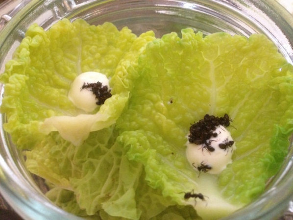 5. Салат Нома<br />
В ресторане Нома в Копенгагене (Дания) подается салат, в котором ползают муравьи, которые были охлаждены для того, чтобы они ползали медленнее. Стоит такой салат  300 долларов за порцию.<br />

