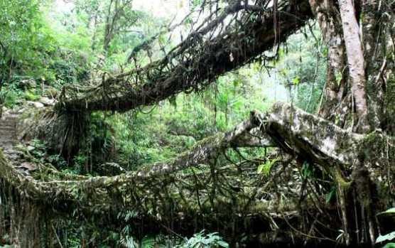 2. Мосты из растущих деревьев в Черапунджи<br />
В Индии, на северо-востоке страны, в глубине джунглей есть маленький городок Черапунджи (штат Мегхалая), что в переводе означает 