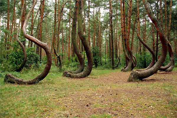4.Кривой лес<br />
На территории Польши, в городе Грыфино есть уникальный сосновый бор. Абсолютно все сосны имеют необычный изгиб стола в виде дуги. Деревья начинают расти в сторону севера, а потом выравниваются и тянутся к небу.
