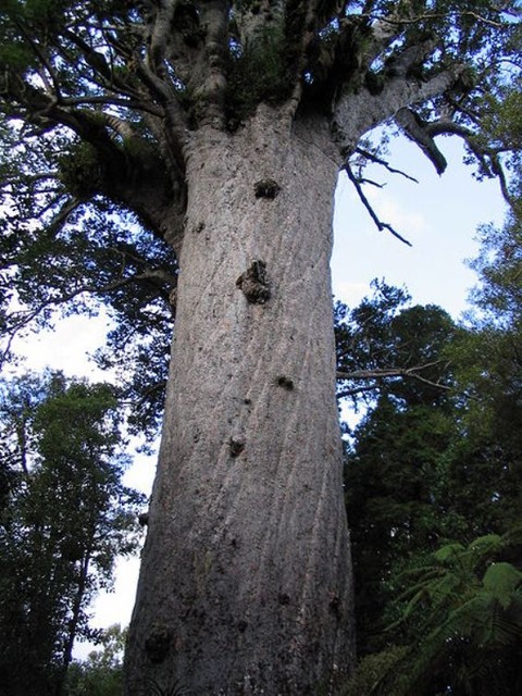 5. Агатис южный<br />
Агатис южный— вид деревьев из рода Агатис, переживший динозавров и встречавшийся уже во время юрского периода (примерно 150 миллионов лет назад). Вечнозелёное дерево имеет высоту 30—50 метров и обхват ствола до 16 метров. Растет в Новой Зеландии. Самые известные деревья этого вида имеют личные имена.