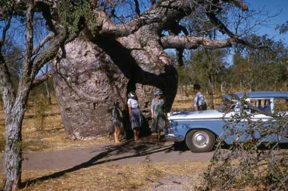 9. Баобаб-тюрьма<br />
Около города Дерби в Западной Австралии есть необычное дерево, которому люди нашли применение. Баобаб-тюрьма называется так из-за того, что в стволе дерева, 14 м в диаметре, выдолбили комнатку, которую использовали как тюремную камеру. Полиция оставляла здесь на время преступников. Баобабу приблизительно 1500 лет, и посетители могут поглядеть на него только из-за ограждения. Дербский баобаб не единственное дерево, приспособленное под тюрьму. Еще один такой баобаб находится на окраине города Виндхам.