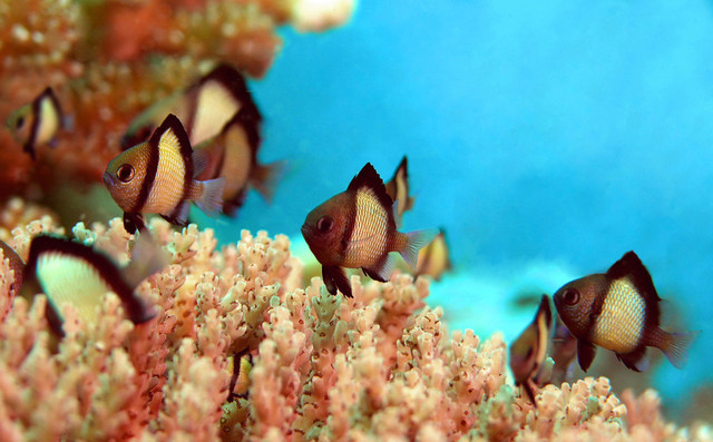 Размером с ноготок. Представители обитаемой планеты Риф на глубине океана. Фото: Н.Заварика