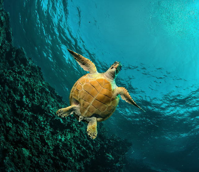 Образ. Черепаха под водой напоминает ласточку. Фото: Н.Заварика