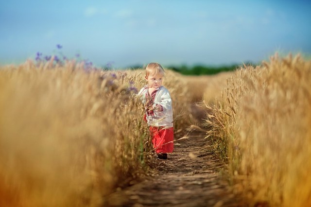 Фотосессия в поле. Маленького украинца во время съемки родители угощали пряником и молоком