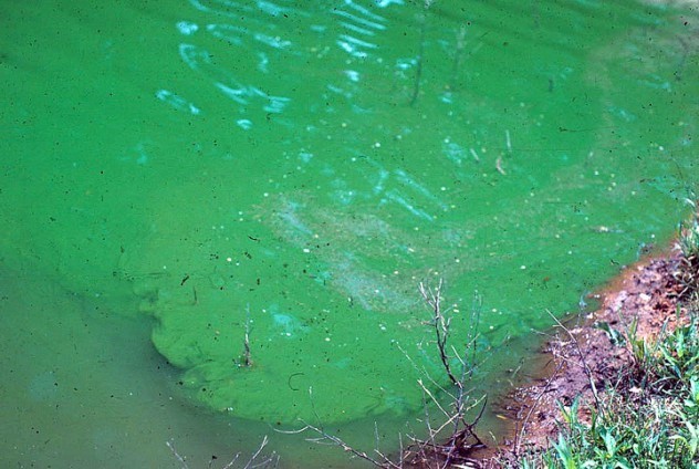 4. Река Туалатин, штат Орегон, США<br />
В реке Туалатин в штате Орегон каждый год погибают животные из-за ядовитых голубо-зеленых водорослей. Водоросли, которые на самом деле являются смертельной бактерией, быстро растут, предавая воде бирюзовый цвет. Людей и животных, которые окунулись в эту реку, будет в лучшем случае ждать слабость и диарея, а в худшем – паралич и даже смерть.