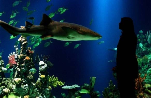 2.Аквариум Deep в Англии<br />
Единственный в мире подводный лифт, появился в Британском музее-аквариуме 
