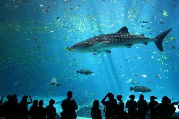 3. Аквариум Джорджии в Атланте (США)<br />
Аквариум в Атланте- один из самых больших аквариум в мире. Его объем составляет более 31 тысячи кубических метров. В морской и речной воде обитает более 120 тысячи живых экспонатов, принадлежащих более к 500 различным видам. Самыми впечатляющими жителями аквариума являются четыре китовые акулы, и две белухи. В аквариуме находится пять тематических экспозиций – водный мир Джорджии, тропическое погружение, путешествия в холодные воды, вылазка на реку  и океанская прогулка. Аквариум в Атланте был построен на деньги основателя широко известной в Америке сети магазинов для дома Home Depot – Берни Маркусом, который пожертвовал на  проект 250 млн. долларов<br />
