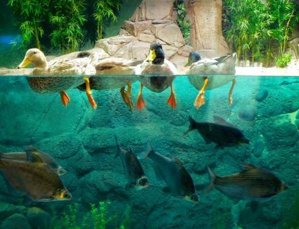 8. Шанхайский океанический аквариум <br />
Шанхайский океанический аквариум считается одним из крупнейших на  Азиатской территории. Его площадь более 20 тысячи квадратных метров. В океанариуме имеется четыре подводных туннеля со стеклянными стенами. Их общая длина достигает 168 метров. В аквариуме много интересных жителей: тюлени, акулы, скаты,  краб-паук, рыба-пила и другие. Всего здесь содержится более 450 видов водных животных с пяти континентов и четырех океанов. В аквариуме в частности представлены редкие и исчезающие виды водной фауны Китая. Это единственный в мире океанариум, в котором имеется крупная живая экспозиция, посвященная реке Янцзы.<br />
