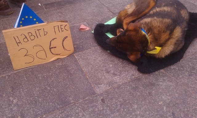 У Евромайдана появился пес-талисман. Фото: Олег Апостолов