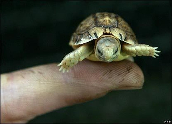 7. Пестрая Черепаха Padloper<br />
Пестрая Черепаха Padloper живёт Южной Африке, мужские особи достигают в длину 6-8 см, женские – до 10 см. Из-за  крохотного размера, самки могут только отложить одно яйцо за один раз. Они в 16 раз меньше чем обычные черепахи.