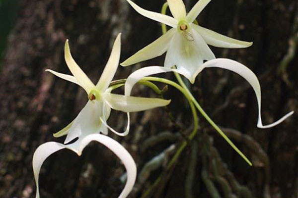 2. Призрачная орхидея<br />
Призрачные орхидеи –самый редкий сорт орхидей. В отличие от большинства своих собратьев, они не имеют листвы и расцветают лишь на деревьях. Они крайне редко встречаются в природе, и пока что были замечены лишь на юге американского штата Флорида. Предполагают возраст готовых к цветению орхидей-призраков примерно 15—20 лет. Отличительная черта призрачных орхидей – они неожиданно появляются, цветут около месяца, и с каждым годом их распускается все меньше и меньше, пока цветы не исчезнут окончательно, и не понятно, были ли цветы на самом деле. Именно поэтому их и называют цветами-призраками. Призрачная орхидея может годами расти под землей и расцветет только при самых благоприятных условиях.
