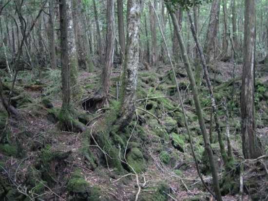 6. Море деревьев<br />
Аокигахара (Море деревьев)— лес у подножья горы Фудзи на японском острове Хонсю. Общая площадь составляет примерно 35 кв. км. Рельеф леса включает множество скалистых пещер, а особенности расположения, в частности густота леса и низина, обеспечивают 