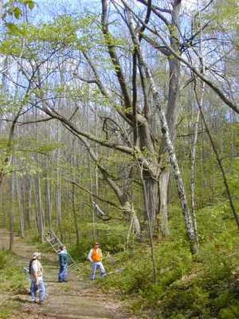 7.Каштановые холмы<br />
Крупнейший из всех каштановых лесов США находится неподалеку от  штата Висконсин. На 60 гектарах земли растут более 2500 деревьев. Эти деревья – единственные выжившие после болезни, поразившей каштаны в Америке в 1900 году. Площадь леса составляет 2.4 га. Однако в 1987 году ученые нашли в деревьях грибы-паразиты, вызывающие гниль.Сейчас специалисты пытаются сохранить лес.<br />
