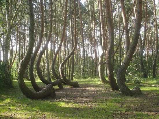 9. Кривой лес<br />
На западе Польши, неподалеку от города Грыфино, находится таинственный 