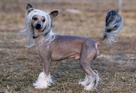 7. Китайская хохлатая собака-5 тысяч долларов<br />
Китайская хохлатая собака — порода собак. Собака маленькая, активная, изящная, очень жизнерадостная и отличается сильной привязанностью к своему хозяину. Собаки этой породы могут быть как безволосыми — голые особи (волосы имеются только в области головы, хвоста и на конечностях), так и с мягкими волосами, покрывающими все тело. До сих пор в Китае хохлатая собака считается символом благополучия хозяев. В книге Джоан Палмер 