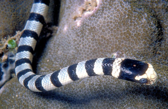 1.Морская змея<br />
Морские змеи — семейство змей, ближайшие родственники аспидов (австралийские бурые и чёрные  змеи). Некоторые авторы рассматривают их как подсемейство семейства аспидов, но по образу жизни они сильно отличаются от наземных змей. В настоящее время известно около 56 видов морских змей. Большинство морских змей достигают размеров около 1,2—1,4 метра. Но у несколько видов длина превышает 2,5 м  даже 2,75 м. Яд морской змеи — один из самых сильных змеиных ядов. Морские змеи питаются рыбами и головоногими моллюсками, а эти животные хладнокровны и более устойчивы к змеиному яду, чем млекопитающие и птицы. Ядовитые зубы морских змей закреплены неподвижно (примитивный признак) в передней части верхней челюсти. Они немного короче, чем у наземных змей, однако у большинства видов достаточно длинные, чтобы прокусить кожу человека. Исключением являются виды, питающиеся преимущественно икрой рыб. Самой ядовитой морской змеёй считается Aipysurus duboisii, которая после тайпана и бурой змеи третья по ядовитости змея в мире<br />
