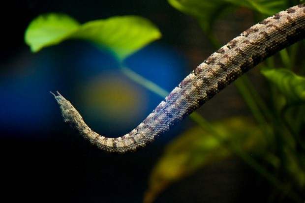 9. Щупальценосная змея<br />
Щупальценосная змея или герпетон— вид змей подсемейства пресноводных змеи. Характерной особенностью змеи является пара щупальцевидных выростов, покрытых мелкой чешуёй. Достигает длины 70—90 см. Тело покрыто килевыми чешуями. Брюшные щитки, предназначенные для передвижения змей по суше, у герпетона сильно сужены и имеют два киля. Кроме того, на его коже растут водоросли, которые помогают маскироваться. Обитает змея в Индокитае. Готовясь к охоте, змея поворачивает голову в виде буквы 