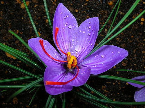 Шафран<br />
Шафран – это высушенные рыльца цветка определенного вида ирисовых. Тычинки цветка высушивают, и из них только получается настоящая пряность 