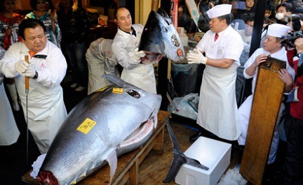 Голубой тунец<br />
Японцы употребляют три четверти мирового улова голубого тунца, который очень высоко оценивается в качестве главного ингредиента для суши. Голубой тунец ценится гурманами за его вкуснейшее красное мясо, которое можно есть в сыром виде. В Японии голубого тунца называют 
