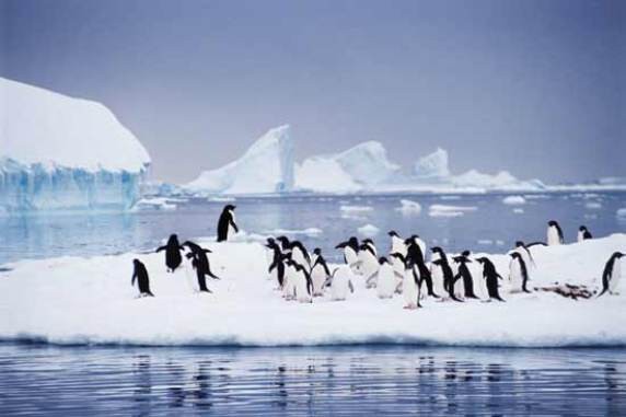 Антарктика<br />
Антарктика самый холодный континент в мире. Средняя температура летом  −30 °C, зимой −60 °C. Самая высокая зафиксированная температура составляет 26,3 °C (Кинг Эдуард Пойнт, Южная Георгия), самая низкая −91,2 °C (японская станция Купол Фудзи, Земля Королевы Мод, декабрь 2013 года). Из-за уникальности природных условий Антарктиды и ее продолжительной изоляции ее растительный и животный мир отличаются большим своеобразием. Так, в Антарктике отсутствуют сухопутные млекопитающие и пресноводные рыбы.<br />
