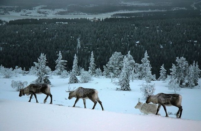 Финляндия<br />
Зимы умеренно холодные. Несмотря на то, что в северной части страны в зимний период господствует полярная ночь (в Утсйоки продолжительность два месяца). Осадки выпадают на протяжении всего года. Средняя температура февраля на юге страны −6 °C, в Лапландии −14 °C. Самая низкая температура на территории Финляндии (по данным на 14 февраля 2011 года) наблюдалась 28 января 1999 года в общине Киттиля (Лапландия): −51,5 °C.<br />
