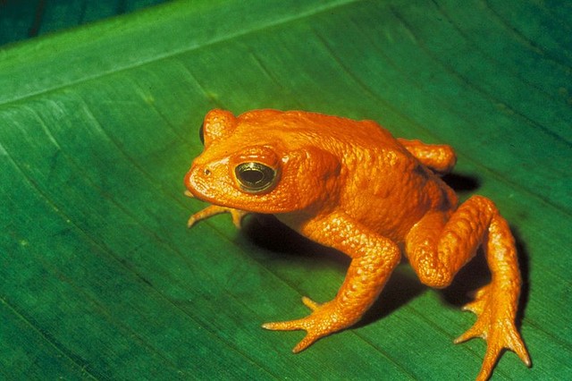 Оранжевая жаба<br />
Оранжевая жаба  — небольшая жаба, обитавшая в ограниченном районе тропических лесов Коста-Рики (около 30 км в поперечнике). Впервые она была описана в 1966 году, однако после 1989 года ее никто не видел. Считается вымершим видом. После нескольких неудачных попыток обнаружить исчезнувших жаб в 1990-е годы (была надежда, что они могли сохраниться в подземных лужах и водоемах) ученые стали дискутировать о возможных причинах вымирания оранжевой жабы. Наибольшую поддержку приобрели следующие версии: эпидемия грибковой инфекции; изменения в океанском течении Эль-Ниньо, вызвавшие рекордную засуху в тропических лесах, которая и погубила животных.<br />
