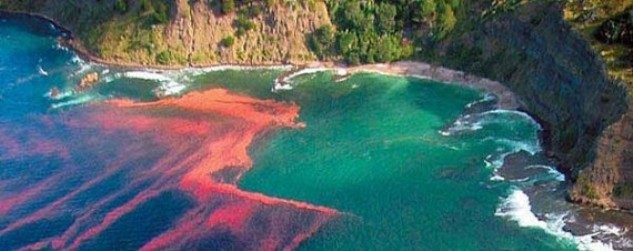Красный прилив<br />
Красный прилив — общепринятое название частного случая цветения воды, вызванного вспышкой численности морских динофлагеллят. Морские водоросли, особенно фитопланктон, одноклеточные, могут образовать плотные, видимые полосы на поверхности воды. Некоторые виды фитопланктона, такие как динофлагелляты, содержат фотосинтетические пигменты, цвет которых варьируется от зеленого до коричневого и красного. Когда концентрация морских водорослей высока, вода кажется обесцвеченной или тёмной, причем цвет варьируется от пурпурного до почти розового, тогда как, обычно она красная или зеленая. Не всегда большая концентрация водорослей приводит к изменению цвета, и не всегда цветущая вода красная. Кроме того, красные приливы не связаны с собственно приливами, поэтому специалисты предпочитают пользоваться термином 