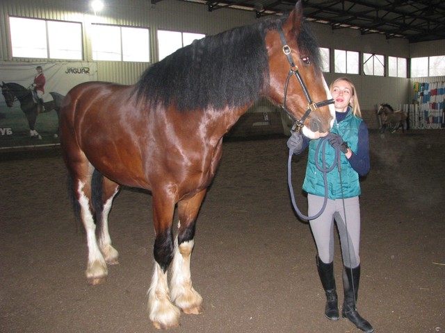 Шайр. По характеру Таурус — добродушный, флегматичный конь, который очень любит гулять по манежу. Фото: Я. Ткаченко