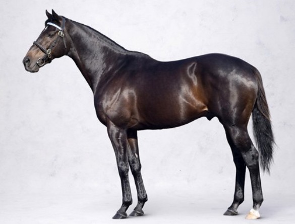  Лошадь Шариф Дансер<br />
Самой дорогой породой лошадей в мире считается 