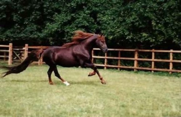 Чистокровный жеребец Аннихелейтор<br />
Одна из самых дорогих лошадей – конь-иноходец по кличке Аннихелейтор. Был продан в 1989 году 19 млн. долларов. Помимо прекрасных скоростных качеств этот скакун мог похвастаться великолепным темно-шоколадным окрасом и роскошной длинной гривой.<br />

