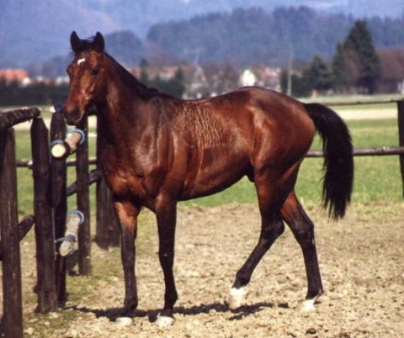 Лошадь Seattle Dancer<br />
В 1985 году и была продана самая дорогая на то время скаковая лошадь — чистокровный Seattle Dancer. Цена на него составила 13,1 миллиона долларов, а все потому, что в роду у лошади числился трехкратный победитель международных скачек.<br />
