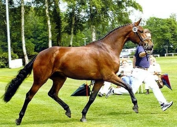 Лошадь Lord Sinclair<br />
Жеребец был выдающимся  чемпионом Германии. Он выиграл чемпионат "Young Horse" дважды. У жеребца есть более чем 20 одобренных потомков, стоимость каждого 1,6 миллионов долларов.<br />
