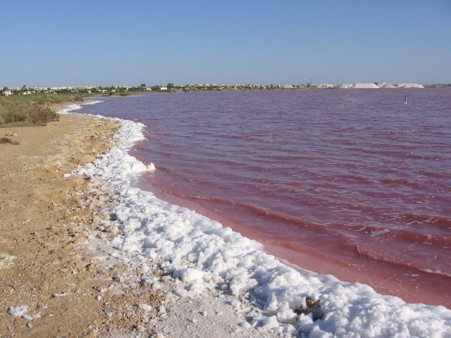 Розовое озеро Salina de Torrevieja, Испания<br />
Розовое озеро Salina de Torrevieja – одно из самых больших европейских соленых озер. В озере растут водоросли, придающие воде розовый оттенок.  Озеро очень мелкое, поэтому утонуть в нем невозможно. Соль, которая покрывает дно полезна, но ходить по ней достаточно неприятно и больно. После того, как вода на коже высыхает, возникает ощущение, как будто она чем-то смазана. Говорят, это очень полезно для суставов и самой кожи. Поэтому озеро Торревьеха так привлекает к себе людей, страдающих заболеваниями кожи и суставов. А так как и воздух вокруг наполнен солью, то и людям с заболеваниями органов дыхания будет полезно побывать здесь.<br />
