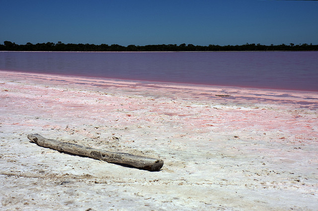 Розовое озеро, Австралия<br />
Розовое озеро – это соленое озеро в регионе Голдфилдс-Эсперанс , западная Австралия. Оно находится примерно в 3 километрах западнее Эсперанса и связано с востоком при помощи автомагистрали южного берега . Озеро не всегда бывает розового цвета, но отличительный цвет воды, когда озеро принимает розовый оттенок, является результатом жизнедеятельности зеленых водорослей "дуналиеллы солоно водной", а также высокой концентрации солоно водных креветок. Озеро было отмечено как важной средой обитания птиц, международной организацией по защите птиц и сохранению их среды обитания.<br />
